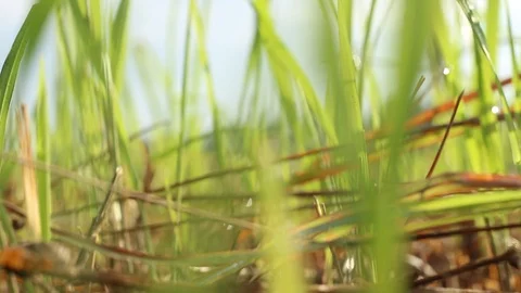 Green grass overlays with a bokeh background or blur effect. A blurry background Stock Footage 113471809