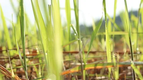 Green grass overlays with a bokeh background or blur effect. A blurry background 스톡 동영상 113472376