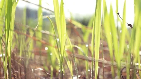 Green grass overlays with a bokeh background or blur effect. A blurry background Stock Footage 113472988