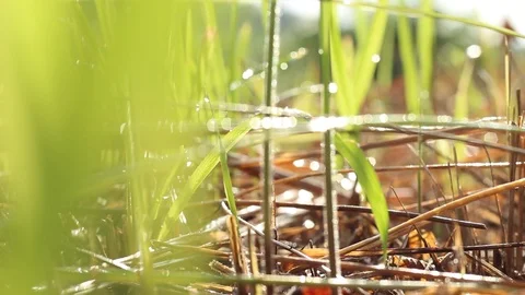Green grass overlays with a bokeh background or blur effect. A blurry background Stock Footage 113484316