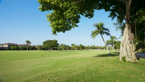 Green grass Palm trees and tree stock video footage 4k Stock Footage 145758689