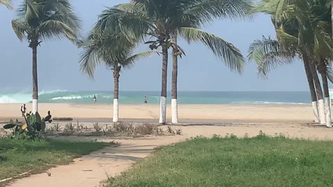 Green Grass Palm Trees and Beach HD Stock Footage 175910050