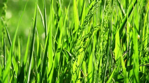 Green grass, pan Video stock 23182834
