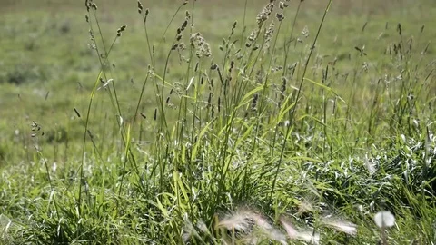 Green Grass Pan Right Stock Footage 80458386