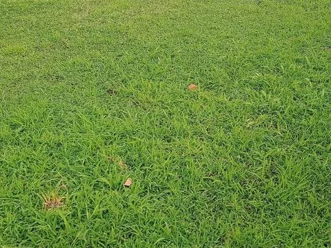 GREEN GRASS IN PARK Stock Photos
