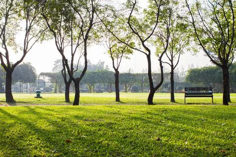 Green grass in park under tree at sunshine morning time Stock Photos