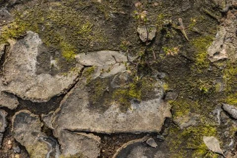 A green grass patch on a dry cracking floor Foto stock