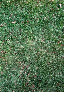 Green grass patch Stock Photos