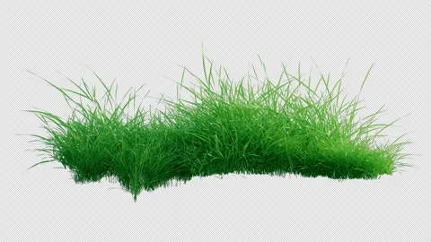 Green Grass Patch Swaying in Wind Loop with Alpha Channel. 库存影片 335849211