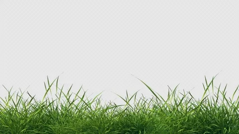 Green Grass Patch Swaying Wind Loop Alpha Channel Vídeos de archivo 336353397