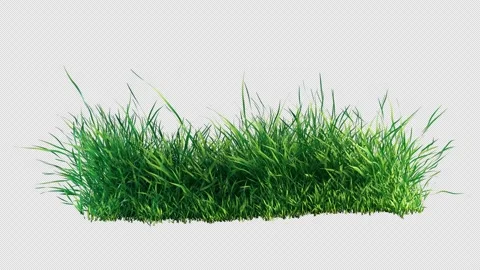 Green Grass Patch Swaying in Wind Loop with Alpha Channel. Stock Footage 339112111