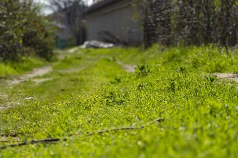 Green Grass Path in Sunlight with Soft Focus Background Foto stock