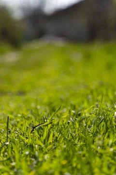 Green Grass Path in Sunlight with Soft Focus Background Stock Photos