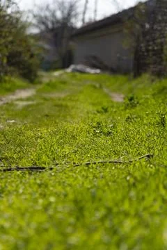 Green Grass Path in Sunlight with Soft Focus Background Stock Photos