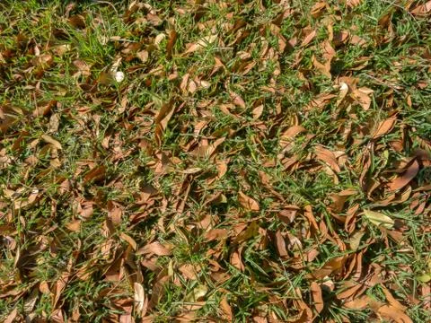 Green grass pattern with dry leaves Stock Photos