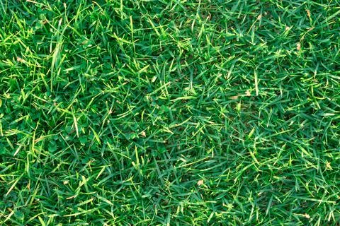 Green grass pattern in parking zone for relax Stock Photos