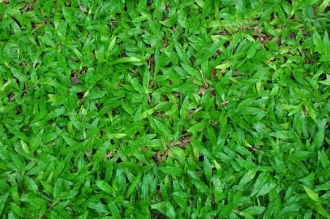 Green grass pattern Stock Photos