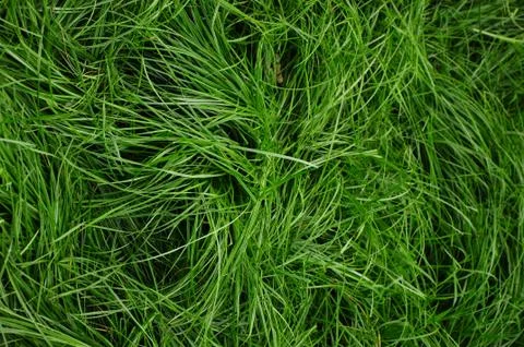 Green grass pattern Stock Photos