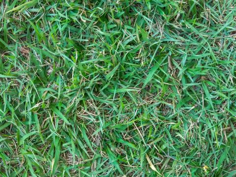 Green grass pattern Stock Photos