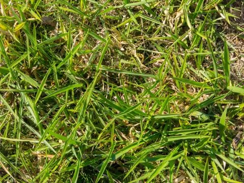 Green grass pattern Stock Photos