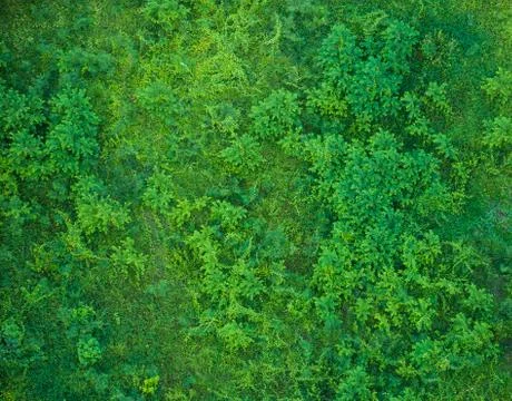 Green grass pattern Stock Photos