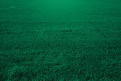 Green grass pattern Fotos de archivo