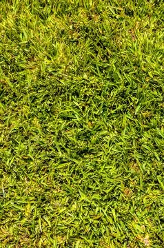 Green Grass Pattern Texture Stock Photos
