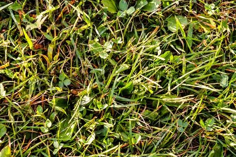 Green Grass Pattern Texture Stock Photos