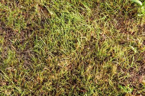 Green Grass Pattern Texture Stock Photos