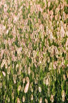 Green Grass Pattern Texture Photo Picture of the Green Grass Pattern Textu... Stock Photos