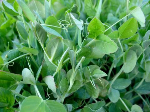 Green grass of pea Stock Photos