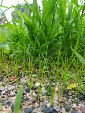 The green grass with pebbles Stock Photos