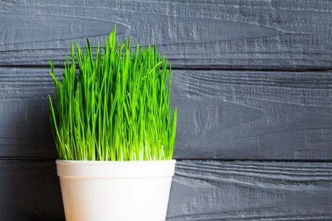 Green grass for pets Stock-Fotos