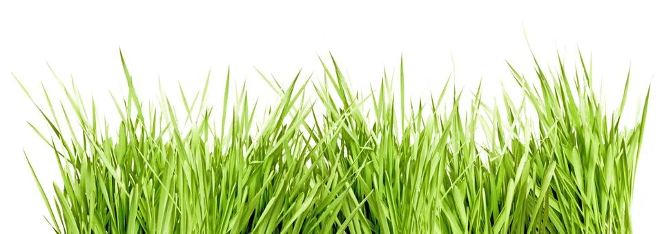 Green grass Stock Photos