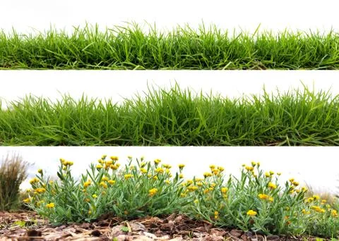 Green grass Stock Photos