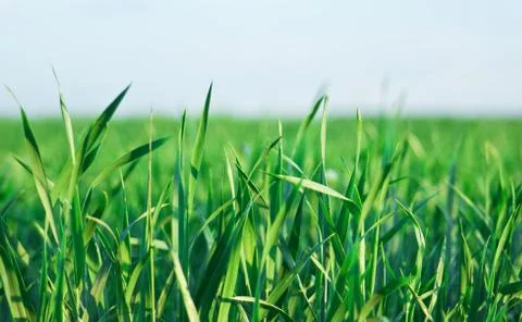 Green grass Stock Photos