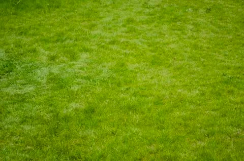 Green grass Stock Photos