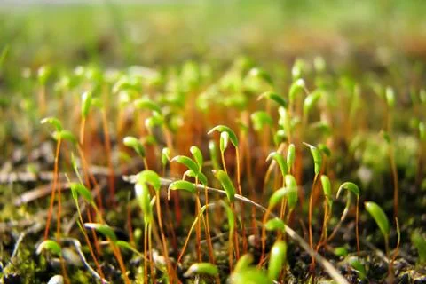Green grass Stock Photos