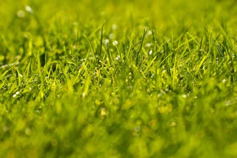 Green grass Stock Photos