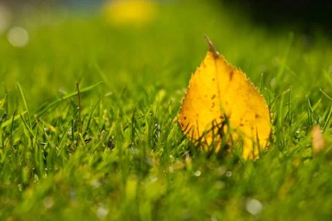 Green grass Stock Photos