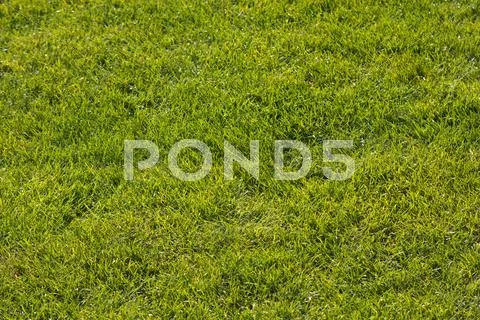Green grass Stock Photos