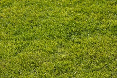 Green grass Stock Photos