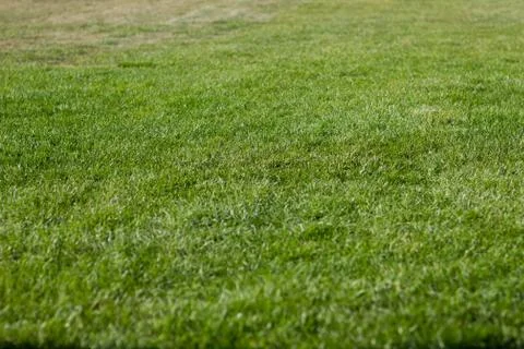 Green grass Stock Photos