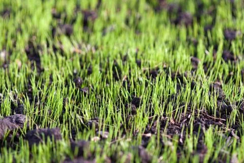 Green grass Stock Photos