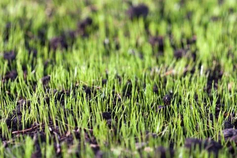 Green grass Stock Photos