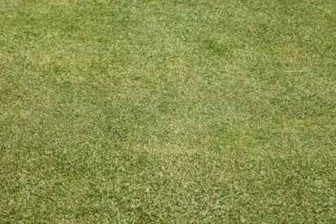 Green grass Stock Photos