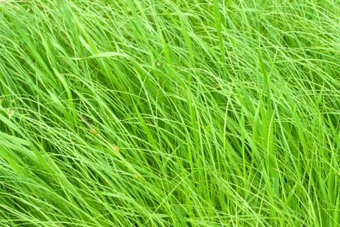Green grass Фото