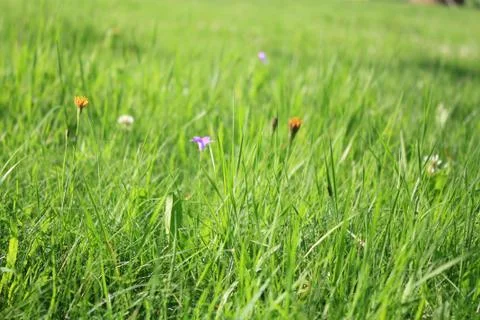 Green Grass Stock Photos