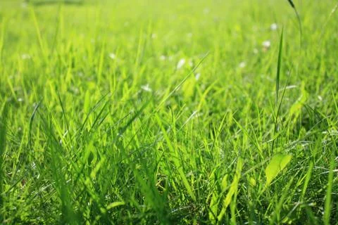 Green Grass Stock Photos