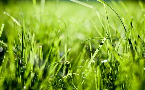 Green grass Stock Photos
